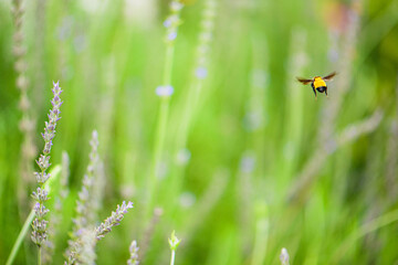 Bumblebee Midflight Over Lavender