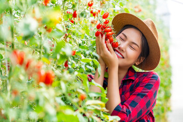 Happy Asian woman farmer working in organic tomato greenhouse farm. Woman farm owner growing and...