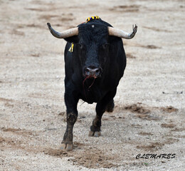un toro bravo español con grandes cuernos