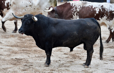 un toro bravo español con grandes cuernos
