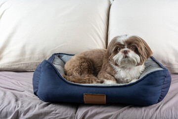 3 year old shih tzu dog resting on his dark blue bed_2.