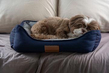 3 year old shih tzu dog resting on his dark blue bed_1.