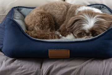 3 year old shih tzu dog resting on his dark blue bed_3. - obrazy, fototapety, plakaty