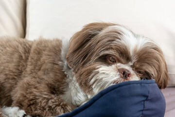 3 year old shih tzu dog resting on his dark blue bed_5. - obrazy, fototapety, plakaty