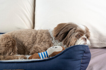 3 year old shih tzu dog resting on his bed next to his stuffed animal_8. - obrazy, fototapety, plakaty