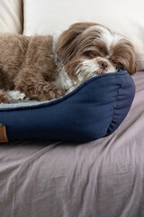 3 year old shih tzu dog resting on his dark blue bed_7.