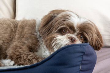 3 year old shih tzu dog resting on his dark blue bed_6. - obrazy, fototapety, plakaty