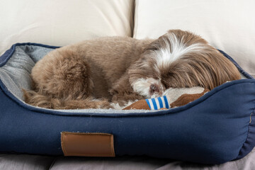 3 year old shih tzu dog resting on his bed next to his stuffed animal_9. - obrazy, fototapety, plakaty