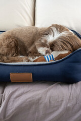 3 year old shih tzu dog resting on his bed next to his stuffed animal_10.