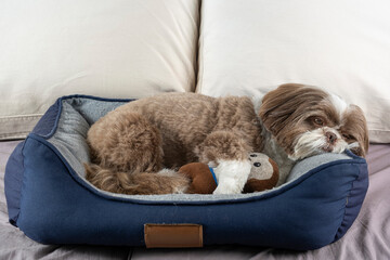 3 year old shih tzu dog resting on his bed next to his stuffed animal_13. - obrazy, fototapety, plakaty