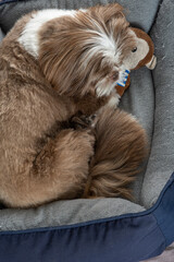 3 year old shih tzu dog resting on his bed next to his stuffed animal_19.