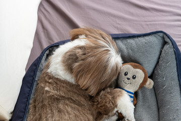 3 year old shih tzu dog resting on his bed next to his stuffed animal_18. - obrazy, fototapety, plakaty