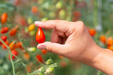 Close up of Asian man farmer hand holding organic cherry tomato in greenhouse garden. Happy farm owner harvest red tomato in tomato farm. Agriculture food industry and small business concept.