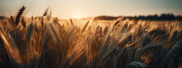 Spikes of ripe wheat on a farmers field - obrazy, fototapety, plakaty