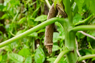 Caterpillar Head Back