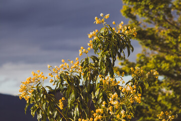 Australian frangipani Hymenosporum plant outdoor with stormy weather, telephoto shot