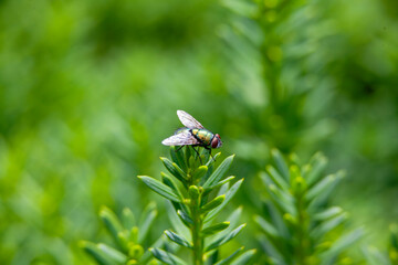 A green bottle fly perched on an evergreen bush.