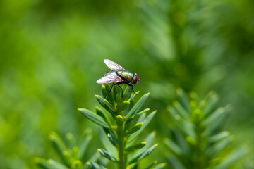 A green bottle fly perched on an evergreen bush.