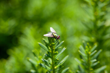 A green bottle fly perched on an evergreen bush.