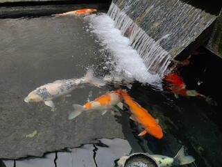 A school of koi carp in a pond at the backyard. Selective focus.