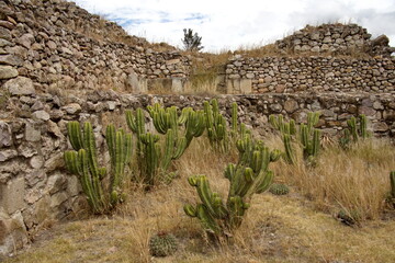 Cactuses growing in front of an ancient stone wall at Mitla, in San Pablo Villa de Mitla, Oaxaca, Mexico