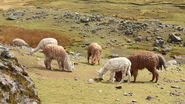 alpacas pastando libremente en ausangate peru