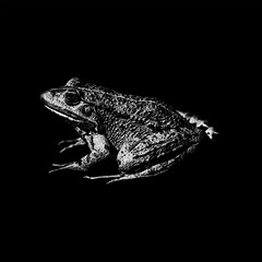 Marsh Frog hand drawing vector isolated on black background.
