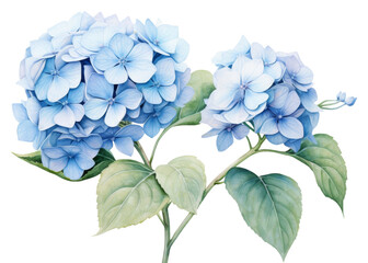 PNG Botanical illustration blue hydrangea flower plant inflorescence - obrazy, fototapety, plakaty