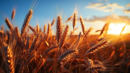 Golden Wheat Field at Sunset - obrazy, fototapety, plakaty