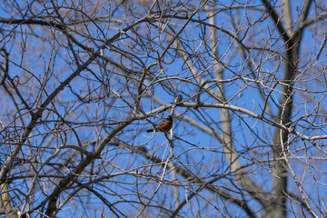 American robin on a tree, Tawawa Park, Ohio, USA