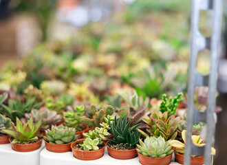 Closeup of various potted succulents in small pots arranged on shelves in flower department of hypermarket..