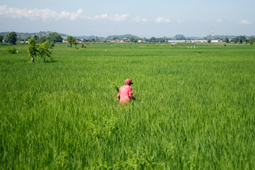 Farmers are currently tending to paddy rice in the expansive fields with mountains in the background