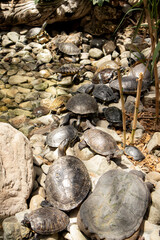 tortugas en museo del desierto coahuila mexico