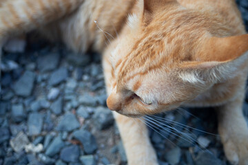Cute ginger cat sleeping on the ground. Selective focus.