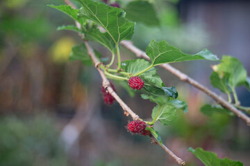 Mulberry tree with ripe berries and green leaves on blurred background