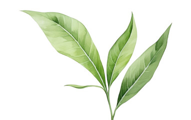 PNG Tropical plant leaf annonaceae freshness