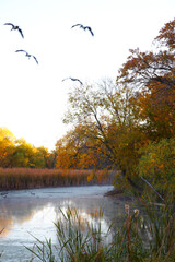 Birds flying over a beautiful lake on a fall day in October near Minneapolis Minnesota USA