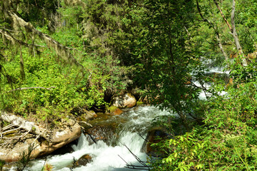 A rushing stream flows like a cascading waterfall from the mountains through a dense coniferous forest, bending around the stones in its bed on a sunny summer day.