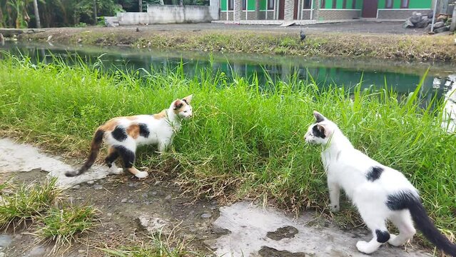 a pair of different coloured cats playing on the grass near the river 