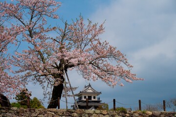 中津城公園の桜