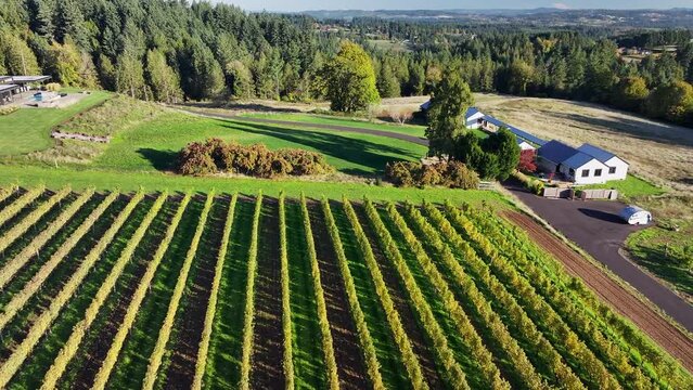 Aerial: Early Autumn'S Touch Begins To Color The Vineyard, With Green And Yellow Hues Juxtaposed Against The Rich, Fertile Soil, As Seen From Above. - Sherwood, Oregon