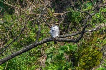 お気に入りの枝で休憩する繁殖期のハヤブサ成鳥
