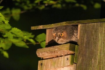 巣立ち間近のオオコノハズク幼鳥のかわいい表情