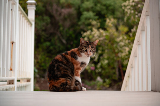 Calico Cat