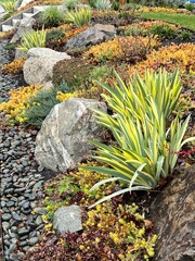 xeriscape spring rock garden with variegated iris, boulders and ground cover plants, colorful xeriscaping