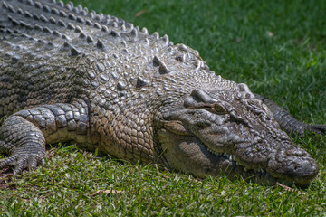 Crocodile sunning itself on the grass, Queensland Australia
