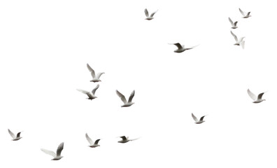 PNG  Group of doves flying in the sky animal flock white