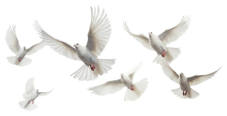Obraz premium PNG Group of doves flying in the sky animal white bird