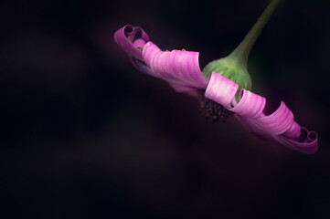 Purple cape marguerite daisy flower, oligospermum ecklonis, macro closeup, black background with copy space