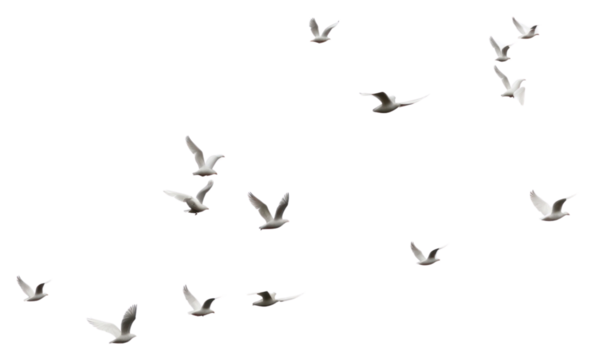 PNG  Group of doves flying in the sky animal flock white
